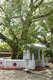 Sri Lanka: Bodhi tree at a Buddhist temple in Mount Lavinia, south of Colombo